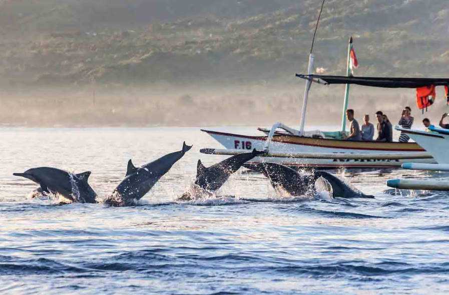 Dolphin (Lovina)